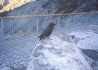 ���̎R���ł݂��H�H